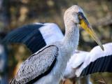 Foto: Archiv ZOO Zlín
