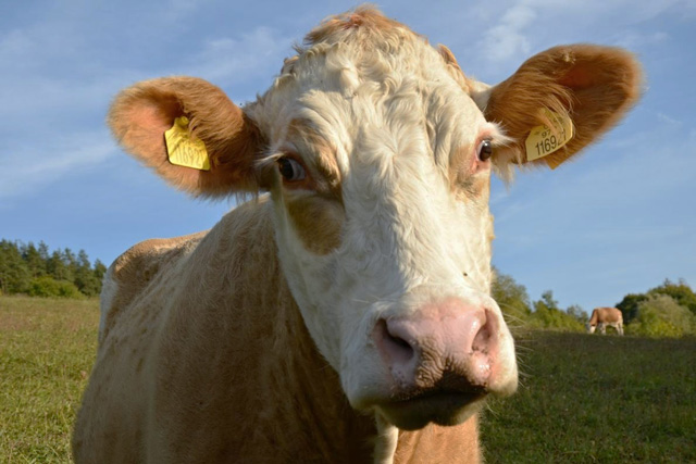 Ekofarma Javorník