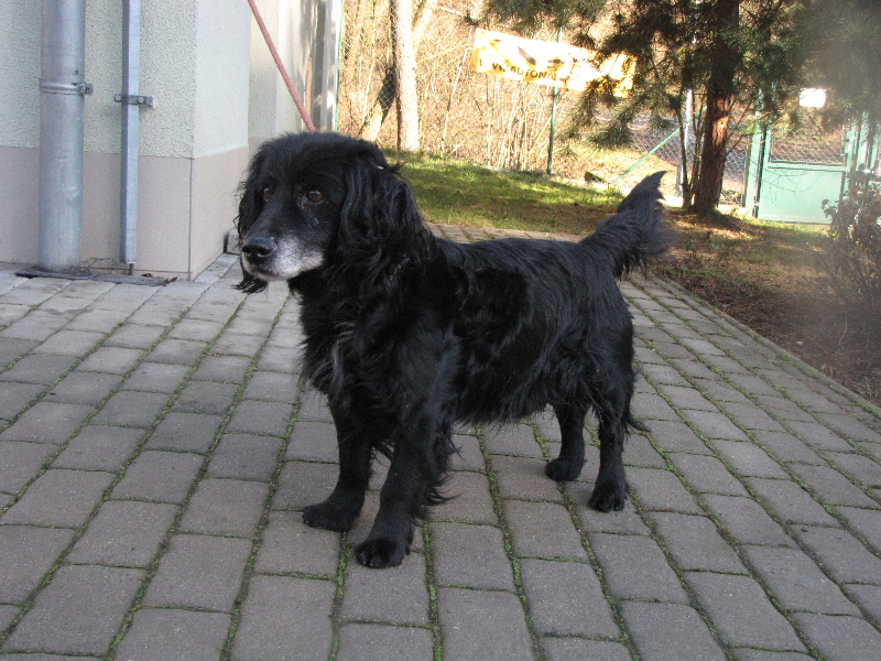 bolek