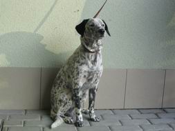 Tobi