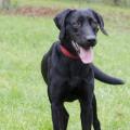 Lora - kříženec labradora, 3 - 4 roky, velmi temperamentní, divoká, hodná, vhodná k aktivním lidem, do RD se zahradou, kastrovaná. VOLEJTE: Útulek pro zvířata v nouzi Vršava - tel. 577 244 444
