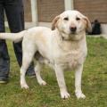 Lady - labrador retrívr, asi 8 let, kamarádská, přítulná a hodná. Vhodná do rodiny, tak i ke starším lidem nejlépe do RD. Má čip. Snese ostatní psy. VOLEJTE: Útulek pro zvířata v nouzi Vršava - tel. 577 244 444