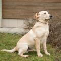 Lukas - štěně od fenky Lady, labrador retrívr, narozen v září 2015. Velmi temperamentí, hravý a divoký. Doporučujeme k aktivním lidem nebo do rodiny s většími dětmi. Dobře mu bude v domě s velkou zahradou. VOLEJTE: Útulek pro zvířata v nouzi Vršava - tel. 577 244 444