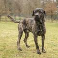 Dasty II - bandog, narozen 2012. Vhodný do bytu k aktivním dospělým lidem nebo do kotce.  Nemůže být volně puštěn, utíká za zvěří a drůbeží. K malým dětem ho raději nedoporučujeme. Nesnese malé psy. VOLEJTE: Útulek pro zvířata v nouzi Vršava - tel. 577 244 444
