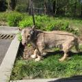 Fido je starší pejsek, kterého se někdo zbavil tím, že ho uvázal u vchodu jednoho z domů na Vršavě. Je velmi hodný a nenáročný, bude dobrým společníkem starším lidem. Většinu dne proleží v pelíšku. VOLEJTE: Útulek pro zvířata v nouzi Vršava - tel. 577 244 444