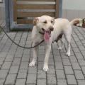 Běla - kříženec labradora, nar. 3/2015. Hodná a přáteslká fenka, která potřebuje dostatek pobyhu. Nejlépe jí bude u rodiny s dětmi a velkou zahradou. Je čipovaná. VOLEJTE: Útulek pro zvířata v nouzi Vršava - tel. 577 244 444