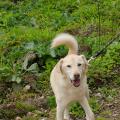 Matěj: kříženec labradora, 12 let, kastrovaný, vhodný do rodinného domu se zahradou, zdravý, hodný, snese fenky, rád chodí na procházky. VOLEJTE: Útulek pro zvířata v nouzi Vršava - tel. 577 244 444