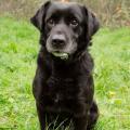 Falko: labrador retrívr, 12 let, je již u nás 5 let !!!, původní majitel se ho vzdal kvůli častým útěkům, raději kdyby byl sám, hodný, čistotný, na svůj věk stále temperamentní. VOLEJTE: Útulek pro zvířata v nouzi Vršava - tel. 577 244 444