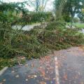 Strom na cyklostezce (Foto: MP Zlín)