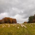 Foto: Farma Rudimov