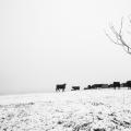 Foto: Farma Rudimov