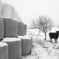 Foto: Farma Rudimov