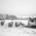Foto: Farma Rudimov