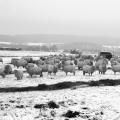 Foto: Farma Rudimov
