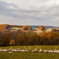 Foto: Farma Rudimov