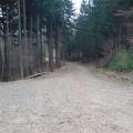 Lesní cesta nad Provodovem
