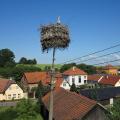 Ohrožené hnízdo - Komárovice